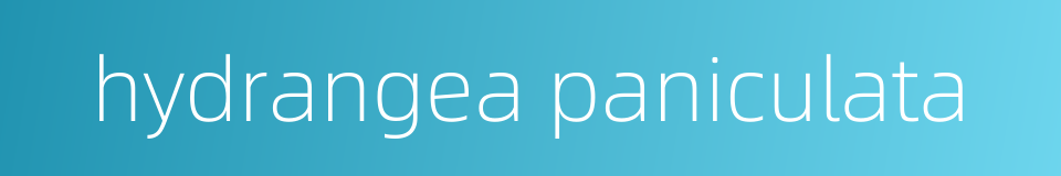 hydrangea paniculata的同义词