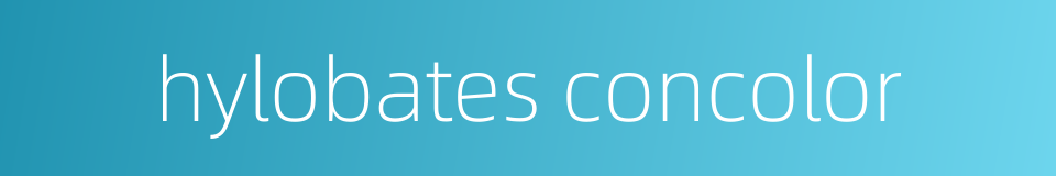 hylobates concolor的同义词