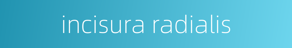 incisura radialis的同义词