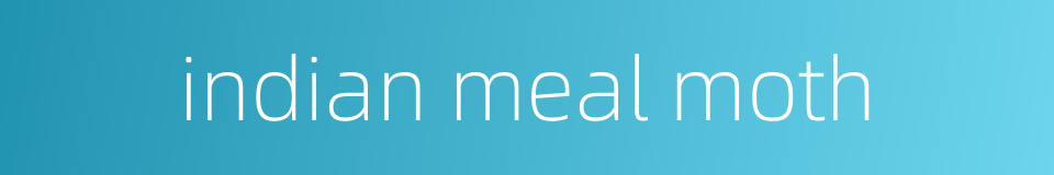 indian meal moth的同义词