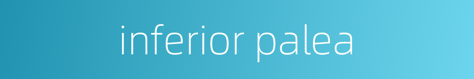 inferior palea的同义词