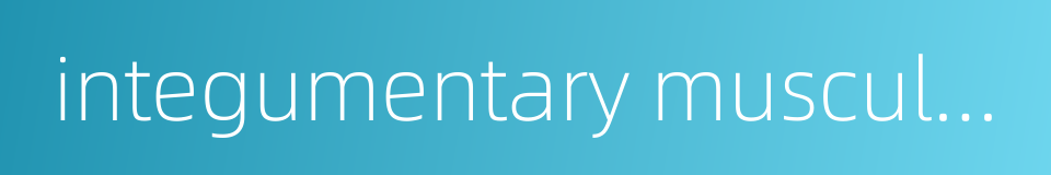 integumentary musculature的同义词