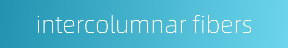 intercolumnar fibers的同义词