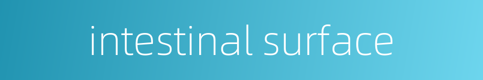 intestinal surface的同义词