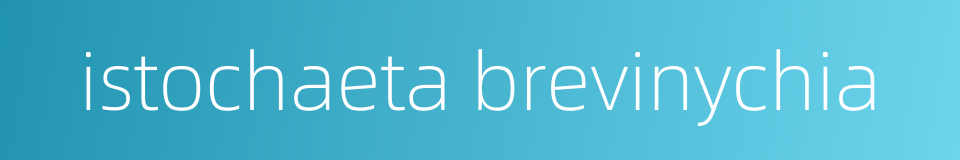 istochaeta brevinychia的同义词