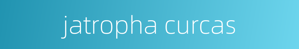 jatropha curcas的同义词