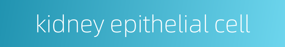 kidney epithelial cell的同义词