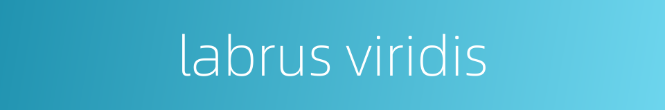 labrus viridis的同义词