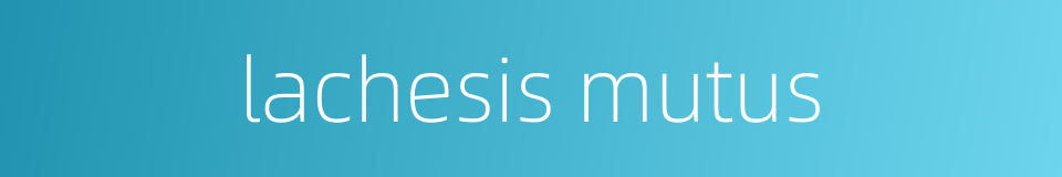 lachesis mutus的同义词