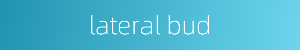 lateral bud的同义词