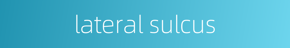 lateral sulcus的同义词