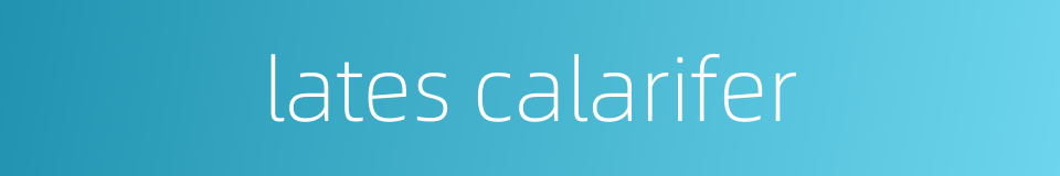 lates calarifer的同义词