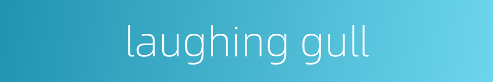laughing gull的同义词