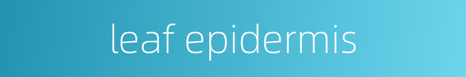 leaf epidermis的同义词