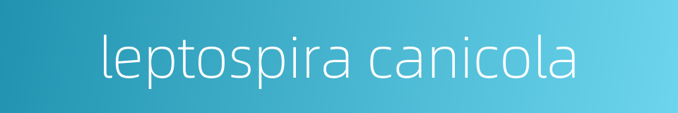 leptospira canicola的同义词
