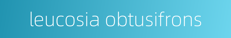 leucosia obtusifrons的同义词