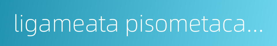 ligameata pisometacarpeum的同义词