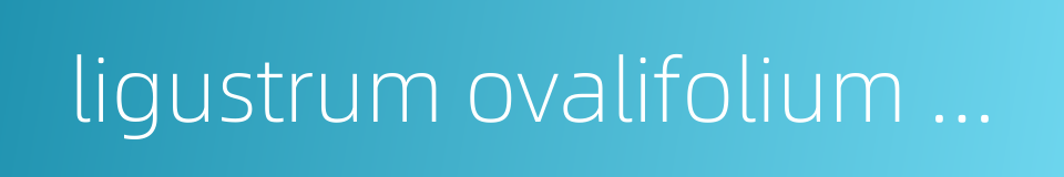 ligustrum ovalifolium hasskarl california privet的同义词