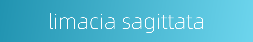 limacia sagittata的同义词