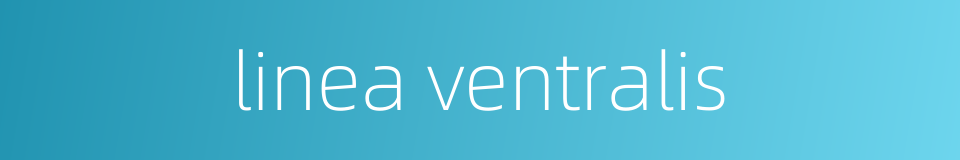 linea ventralis的同义词
