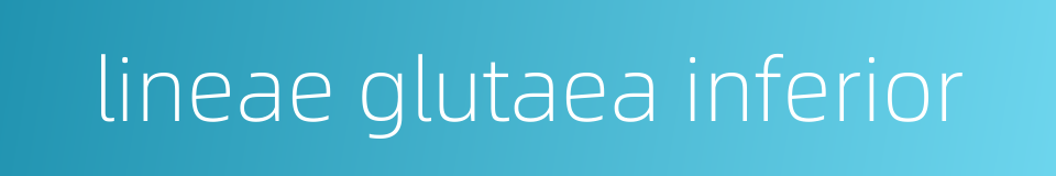 lineae glutaea inferior的同义词