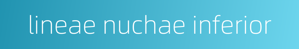 lineae nuchae inferior的同义词
