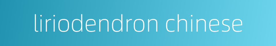 liriodendron chinese的同义词