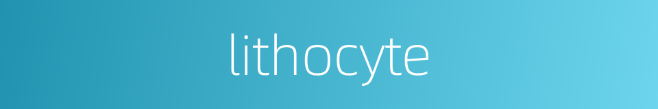 lithocyte的同义词