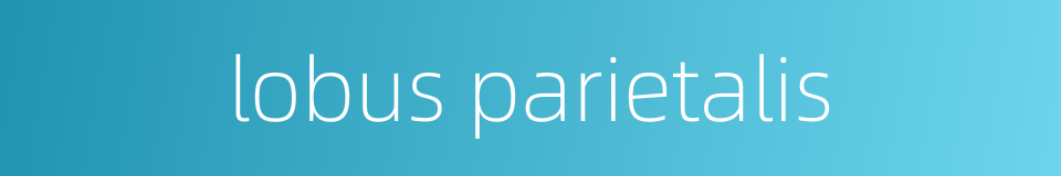 lobus parietalis的同义词