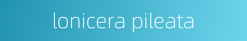 lonicera pileata的同义词