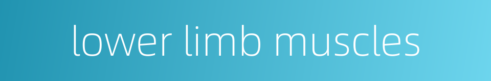 lower limb muscles的同义词