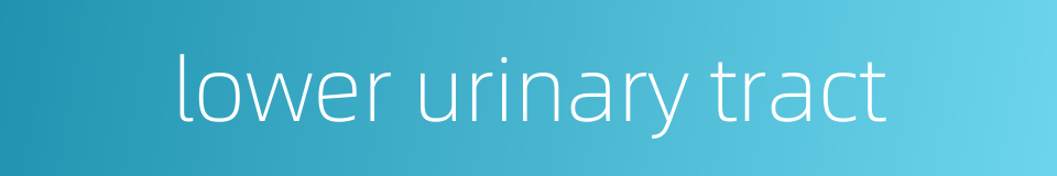 lower urinary tract的同义词