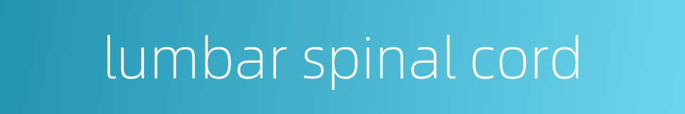 lumbar spinal cord的同义词