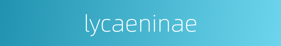 lycaeninae的同义词