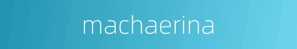 machaerina的同义词