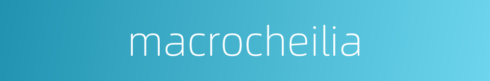 macrocheilia的同义词