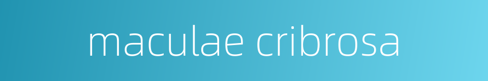 maculae cribrosa的同义词