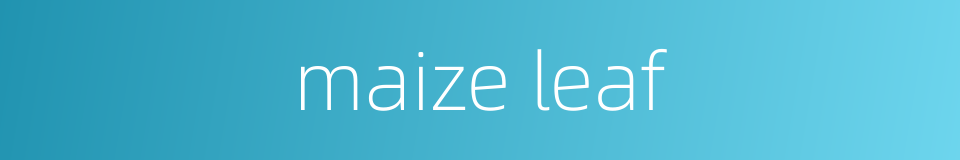 maize leaf的同义词