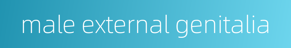 male external genitalia的同义词