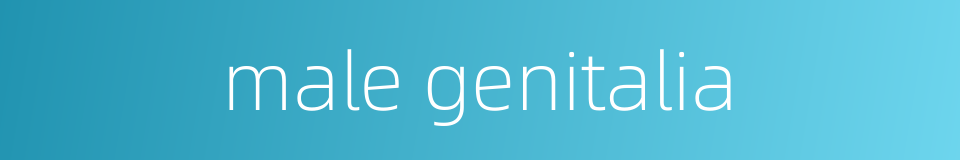 male genitalia的同义词