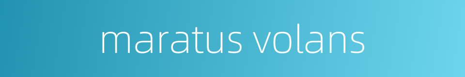 maratus volans的同义词