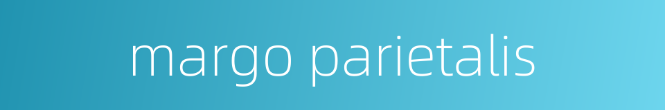 margo parietalis的同义词