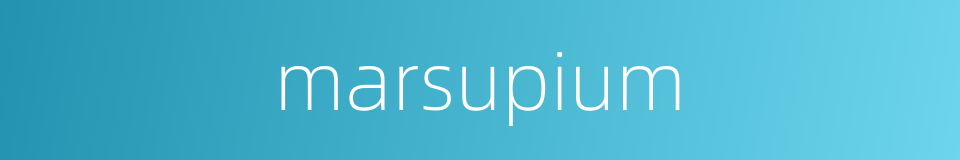 marsupium的同义词