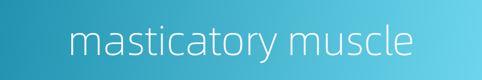 masticatory muscle的同义词