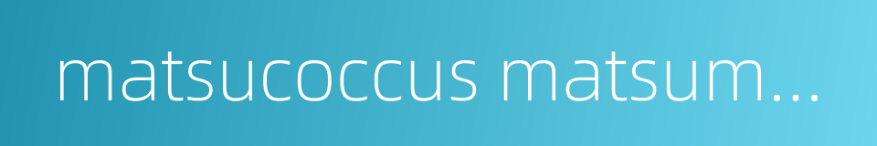 matsucoccus matsumurae的同义词
