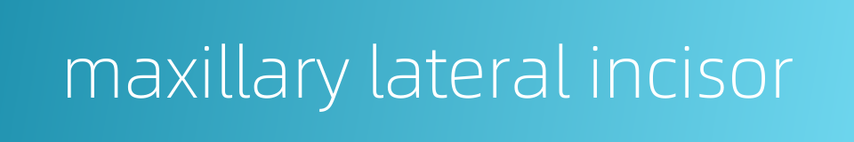 maxillary lateral incisor的同义词