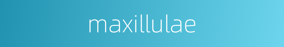 maxillulae的同义词