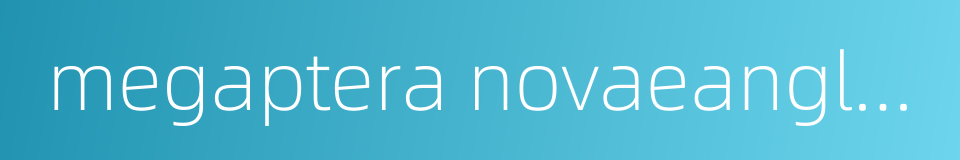 megaptera novaeangliae的同义词