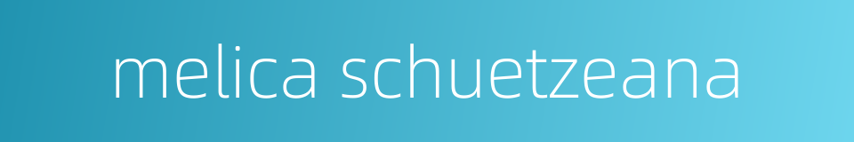 melica schuetzeana的同义词