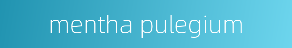 mentha pulegium的同义词